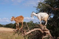 Tận mắt xem dê cao thủ trèo cây