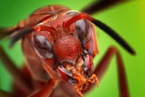 Cận cảnh vẻ đẹp lạ lùng của những quái vật tí hon