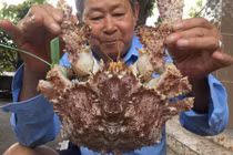 Thú vị loài cua mang tên đá quý, nhưng xù xì xấu xí 