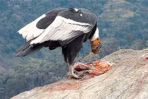 Sự thật về những loài động vật ăn xác thối