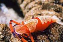 Động vật cũng nuôi... thú cưng