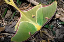 Chiêm ngưỡng những động vật ăn đêm đẹp nhất hành tinh 