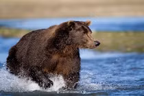 Sự thật cực thú vị về gấu xám Bắc Mỹ 