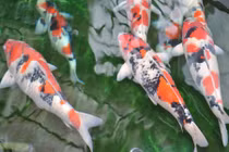 Sự thật ít người biết về cá Koi - quốc ngư của Nhật Bản