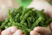 Điều kỳ thú về rong biển ít ai biết đến