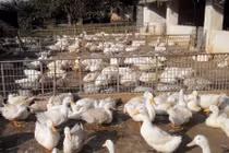 Sự thật ít người biết về con cà sáy đặc sản Quảng Ninh