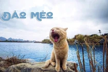 Khai tử “Đảo mèo” - Fanpage thú cưng lớn nhất Việt Nam