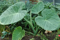 Điều ít ai biết về cây dọc mùng quen thuộc