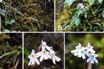 Loài lan mới được phát hiện ở Trung Quốc: Quý hiếm sao? 