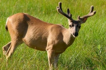 Những loài động vật biểu tượng cho tài lộc và may mắn