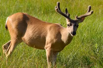 Những loài động vật biểu tượng cho tài lộc và may mắn