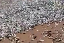 Kỳ lạ cá biển đua nhau bơi vào bờ đông như kiến 