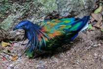 Bí ẩn loài bồ câu quý hiếm chỉ có ở Côn Đảo VN