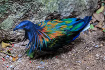 Bí ẩn loài bồ câu quý hiếm chỉ có ở Côn Đảo VN