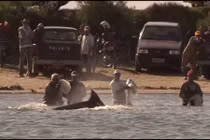 Lạ lùng đàn cá heo giúp người bắt cá 