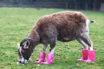 Tan chảy với ảnh động vật đi giày cực yêu 