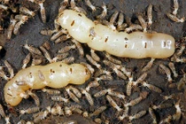 Sự thật giật mình về thế giới côn trùng (2) 