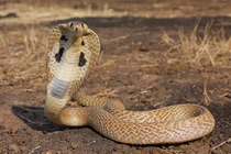 Sự thật kinh hoàng về “Tứ đại nọc độc” đáng sợ nhất