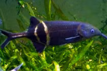 Điều thích thú ở loài cá có mũi y hệt loài voi