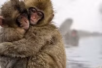 Khám phá hay ít người biết về những con khỉ tuyết