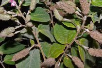 Điều bất ngờ về cây tổ kén cái, mọc nhiều ở Việt Nam