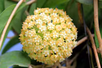 Sự thật ít ai biết về giống lan cẩm cù tuyệt đẹp của VN