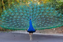 Loài chim công và những khám phá gây kích thích nhất