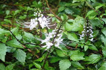 Sự thật choáng cây râu mèo có hoa đẹp lạ ở Việt Nam