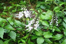 Sự thật choáng cây râu mèo có hoa đẹp lạ ở Việt Nam