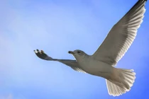 Những khám phá bất ngờ về chim hải âu