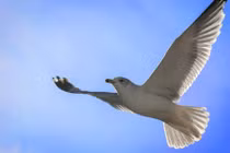 Những khám phá bất ngờ về chim hải âu