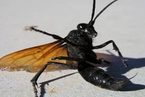 Kinh hoàng loài ong có vết cắn như bị điện giật 