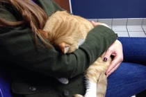 Khi thú cưng “giở thủ đoạn” để trốn khám bệnh 