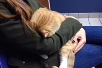 Khi thú cưng “giở thủ đoạn” để trốn khám bệnh 