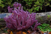 Say đắm vẻ đẹp mê hồn của nấm Australia 