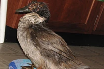 Điểm những động vật bị bạo hành thậm tệ