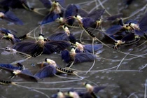 Thị trấn đáng thương bị phù du đuôi dài càn quét 