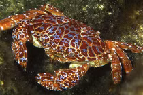 Cua mặt quỷ siêu độc có thể “giết người” sống ở vùng biển nào?