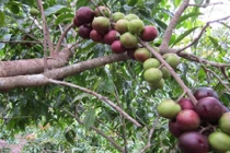 Khám phá ít ai hay về cây bồ quân quen thuộc ở miền Bắc