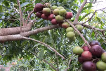 Khám phá ít ai hay về cây bồ quân quen thuộc ở miền Bắc