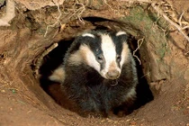 Sự thực gây sốc về loài lửng tài lanh 