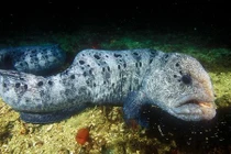 Soi quá trình sinh trưởng của "ác quỷ" lươn sói 