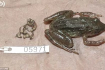 Kỳ lạ ếch răng nanh chỉ đẻ nòng nọc không đẻ trứng