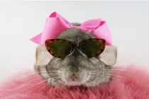 Tan chảy với những bức ảnh siêu cute của sóc đất béo ú