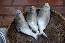 Loài cá có buồng trứng to bằng cổ tay người, có ở VN