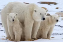 Không ngờ lông gấu Bắc Cực ẩn chứa nhiều điều thú vị đến vậy