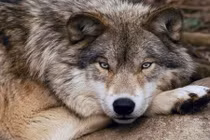 Những khám phá gây sửng sốt về loài chó sói