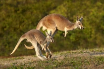 Những sự thật cực thú vị về loài chuột túi