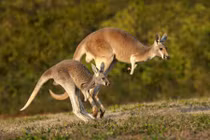 Những sự thật cực thú vị về loài chuột túi