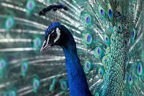 Thú cưng của các trùm ma túy